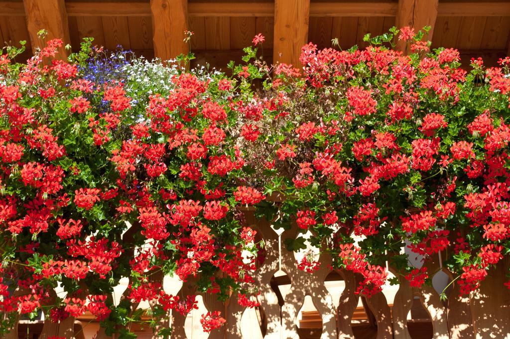 Fogajard Lovely Chalet Madonna エクステリア 写真